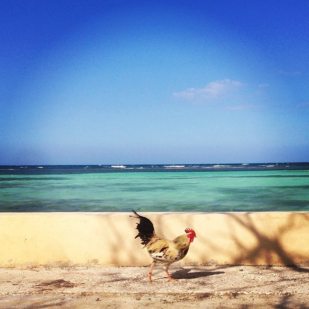 Jamaica.